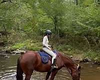 jumping-draft-horse