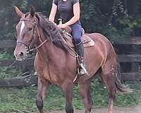 kid-safe-draft-horse