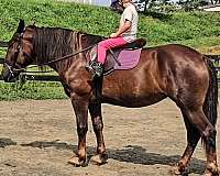 lesson-draft-horse