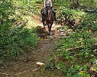 ridden-western-draft-horse