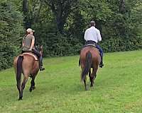 ridden-english-draft-horse