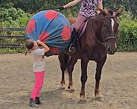 show-draft-horse