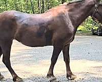 trail-draft-horse