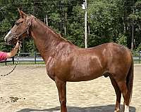 sorrel-gelding-for-sale