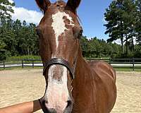 15-hand-draft-gelding