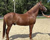 sorrel-draft-gelding