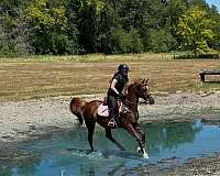 allergies-arabian-horse
