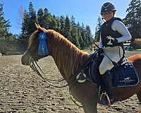 event-pony-arabian-horse