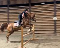 eventing-pony-arabian-horse