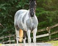 english-pleasure-draft-horse