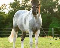 athletic-draft-horse