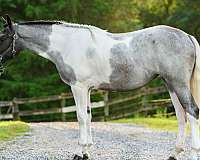 flashy-draft-horse