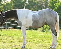 jumping-draft-horse