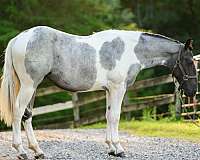 tobiano-draft-filly