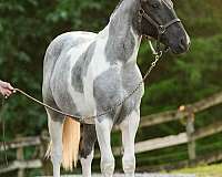 trail-draft-horse