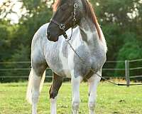 western-dressage-draft-horse