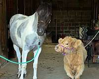 western-riding-draft-horse