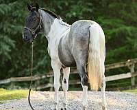 tobiano-all-around-horse