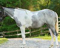 tobiano-athletic-horse