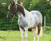 tobiano-english-pleasure-horse