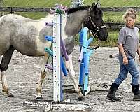 tobiano-flashy-horse
