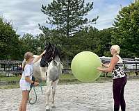 tobiano-trail-horse