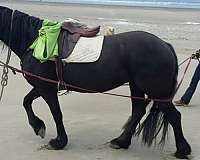 kfps-friesian-weanling