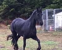 kfps-weanling