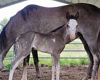 black-sabino-rabicano-horse