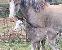 black-sabino-tennessee-walking-horse