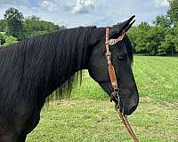 athletic-tennessee-walking-horse