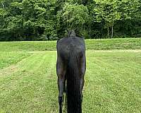 beginner-tennessee-walking-horse