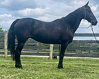 gaited-missouri-fox-trotter-horse