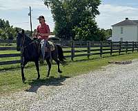 athletic-missouri-fox-trotter-horse