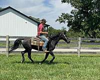flashy-missouri-fox-trotter-horse