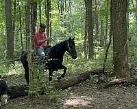 ridden-western-missouri-fox-trotter-horse