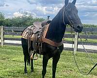 trail-missouri-fox-trotter-horse