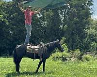 trail-riding-missouri-fox-trotter-horse