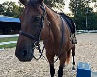 coronet-on-fr-horse
