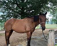 bay-socks-on-hind-horse