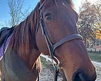 socks-on-hind-horse