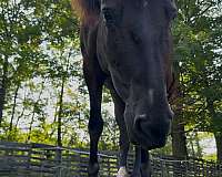started-under-saddle-trained-mare