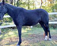 started-under-saddle-trained-pony