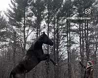 blm-mare