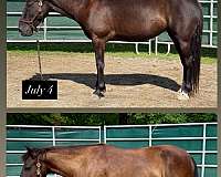 14-hand-mustang-mare