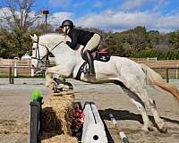grey-gray-horse
