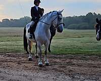 beginner-warmblood-horse