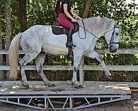 cross-warmblood-horse