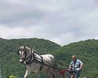 dappled-warmblood-horse
