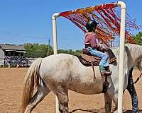 dressage-warmblood-horse